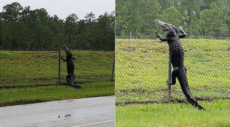 ‘Thank god it can’t fly’: Netizens stunned after video shows alligator ...