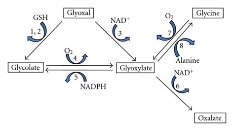 Potential mechanisms for oxalate synthesis from glyoxal. Enzymes ...