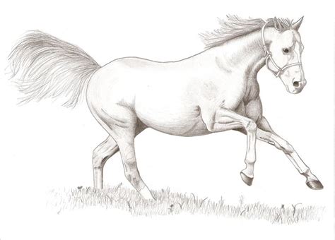 How To Draw A Horse Galloping