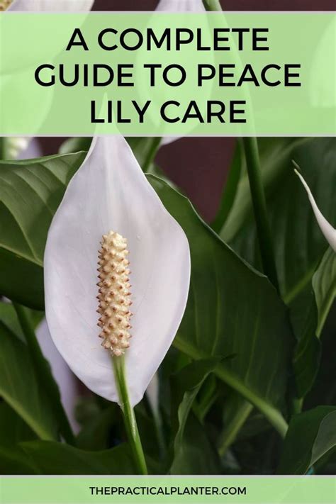 A Complete Guide to Peace Lily Care - The Practical Planter in 2020 ...