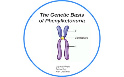 The Genetic Basis of Phenylketonuria by Selina Roy on Prezi