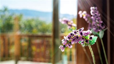 Can I grow lavender indoors? How it can boost sleep and wellbeing ...