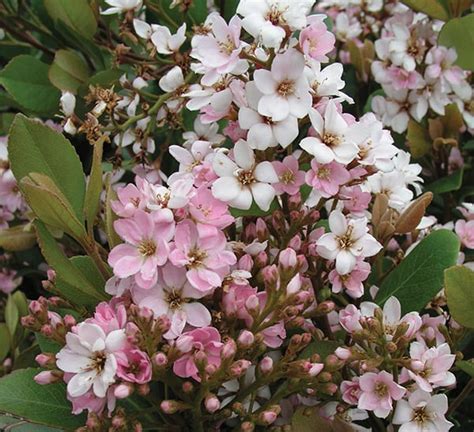 Pink Lady Indian Hawthorn | Calloway's Nursery