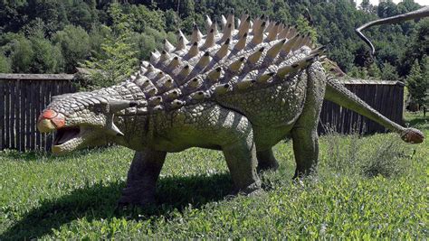 Facts About Ankylosaurus, the Armored Dinosaur