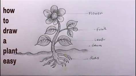 How TO Draw a Plant/Pencil Drawing/Parts Of Plant Drawing - YouTube