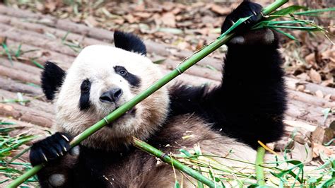 Scientists find out why giant pandas eat bamboo rather than meat - CGTN