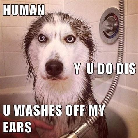 Bath Funny Dog Quotes. QuotesGram