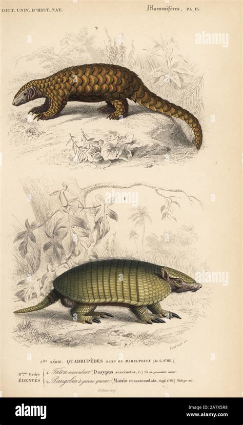 Pangolin Vs Armadillo Vs Anteater : Xenarthra Wikipedia