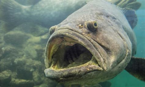 Giant Grouper Fish Attack