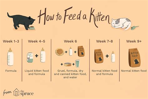 How Often To Feed A Kitten - hailie