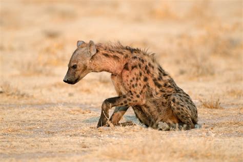 14 Most Interesting Animals in Namibia (with Photos) - WildlifeTrip