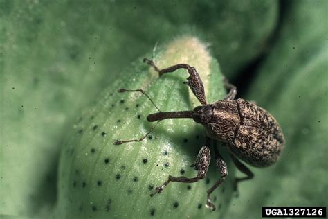 boll weevil (Anthonomus grandis grandis)