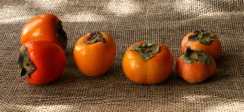 Introducing 4 Persimmon Varieties