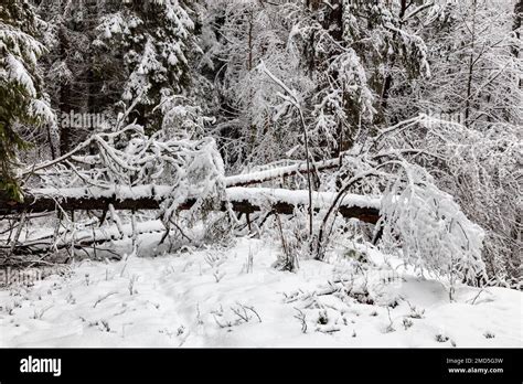 Bialowieza Forest, winter, Poland Stock Photo - Alamy