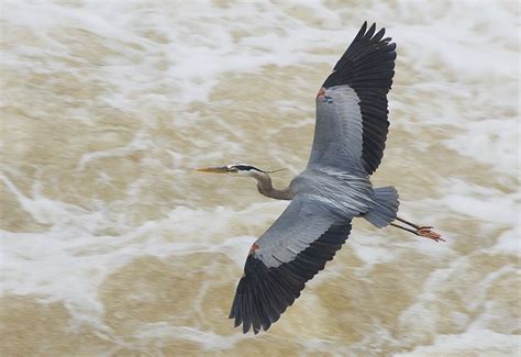 Photo of Great Blue Heron in Flight - Photograph of Great Blue Heron ...