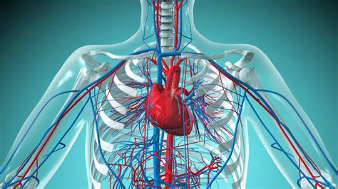 Human heart: Anatomy, function & facts | Live Science