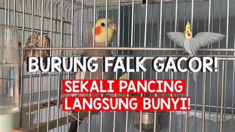 Burung Falk Gacor - YouTube