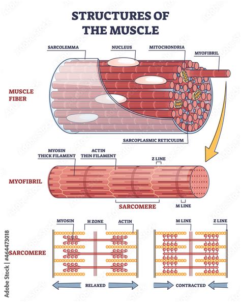 Structures of muscle with fiber, myofibril and sarcomere contraction ...