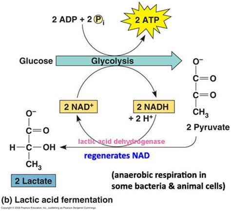 Byproducts Of Lactic Acid Fermentation