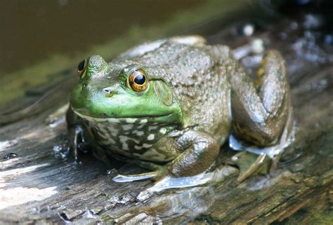 American Bullfrog | Type: Amphibian Diet: Carnivore Average … | Flickr