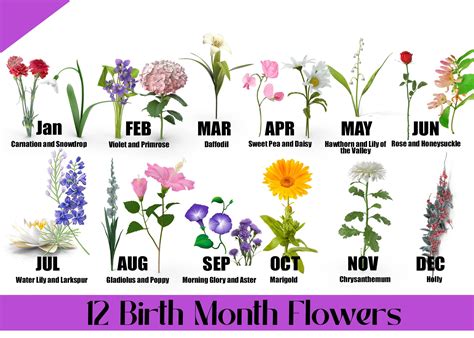 12 Birth Month Flowers & Their Meanings | Blog | Alpha Floral August ...