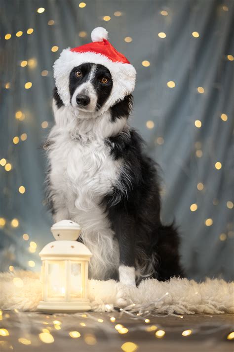 How to Take Sparkly Christmas Lights Pet Photos - Inspawration Photography