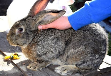 Flemish Giant Rabbits as Pets (A Complete Care Guide + Pictures)