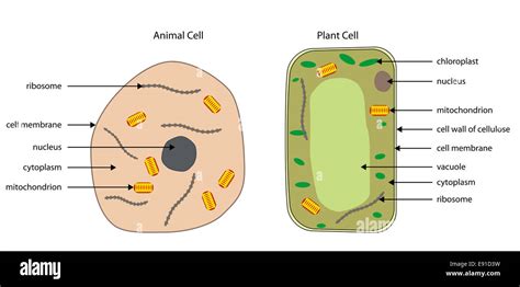 Labeled diagrams of typical animal and plant cells with editable layers ...