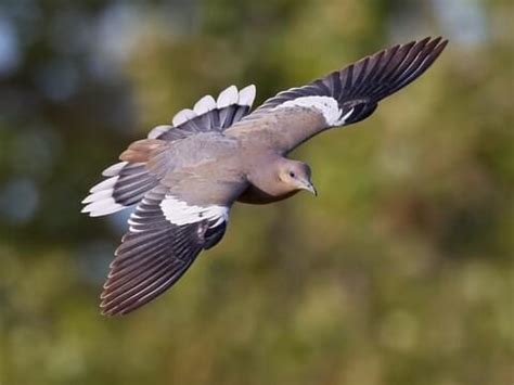 What Does A Dove Look Like Flying