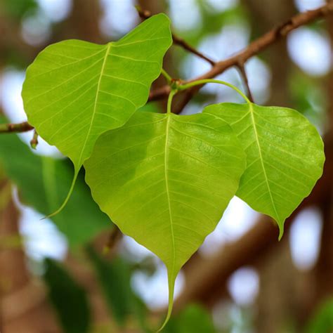 15 Health and Beauty Benefits of Peepal Tree - Kama Ayurveda