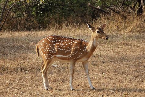 Spotted Deer Chital Doe - Free photo on Pixabay