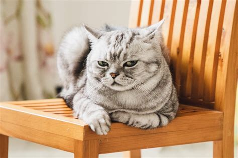 Angry Cat: 14 Signs Your Cat Is Mad at You — Fighting Cats