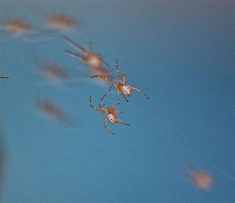 Newborn black widow spiderlings 2 - a photo on Flickriver