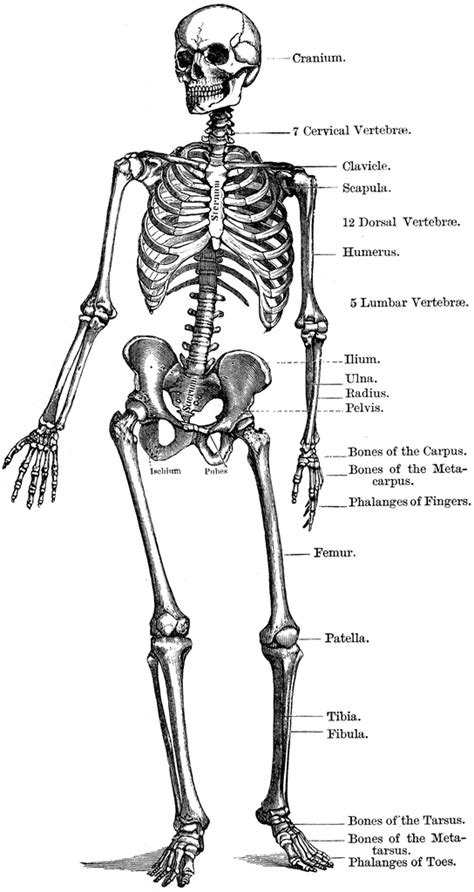 The Human Skeleton | ClipArt ETC