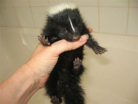 Baby striped skunk, Mary Cummins | Baby wild animals, Striped skunk ...