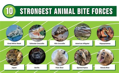 What Animal Holds The Record For The Highest Psi Bite Force?