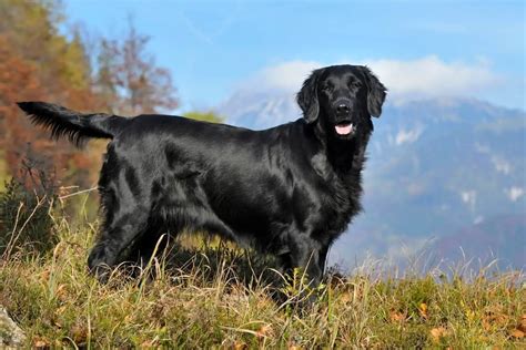 Black Golden Retrievers (Flat-Coated Retrievers) - Golden Retriever Society