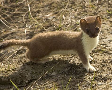 Baby Weasels Play to Learn | Outside My Window