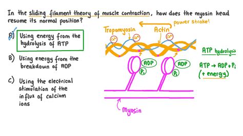 Question Video: Recalling How a Myosin Head Resumes a Normal Position ...