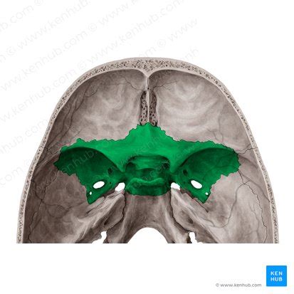 Sphenoid bone: Anatomy, function and development | Kenhub