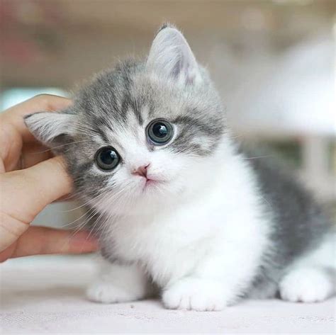 Pin di Cute cats