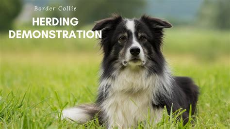 Border Collie Herding Demonstration - YouTube