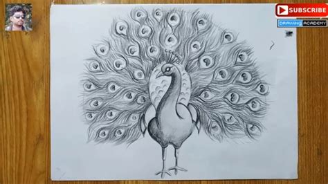 Peacock Drawing Sketch