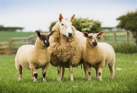 Suffolk Sheep Society to host Premier Show and Sale - Agriland.ie