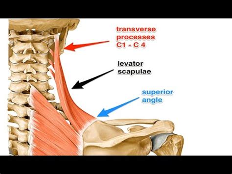 Two Minutes of Anatomy: Levator Scapula - YouTube