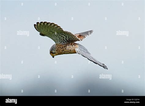 Male Kestrel hovering Stock Photo - Alamy