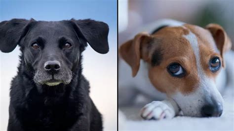 Dog owners urged to look out for ‘whale eyes’ sign that could mean ...