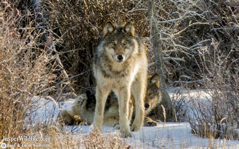 Wolf - Jasper Wildlife Tours