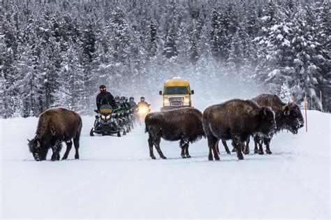 How to Prepare for a Yellowstone Winter Adventure West Yellowstone ...