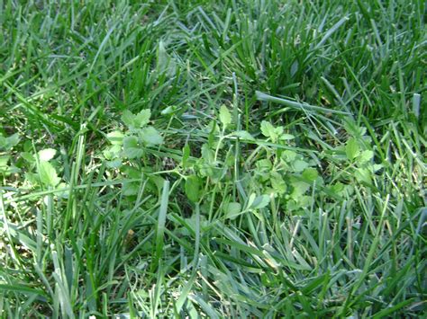 Riley County Extension Blog: Lawn Weeds